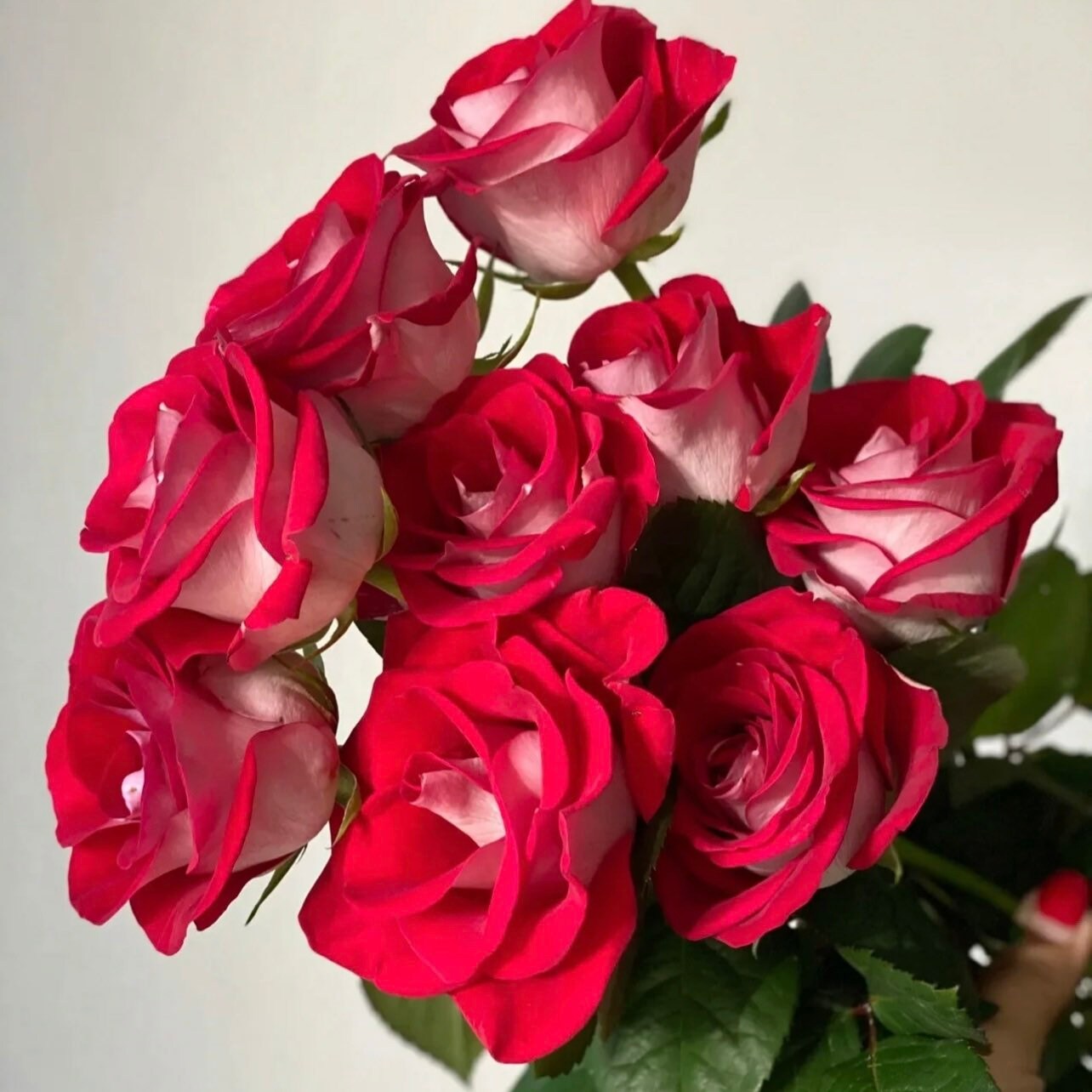 Bluez Rose - Kate Roses