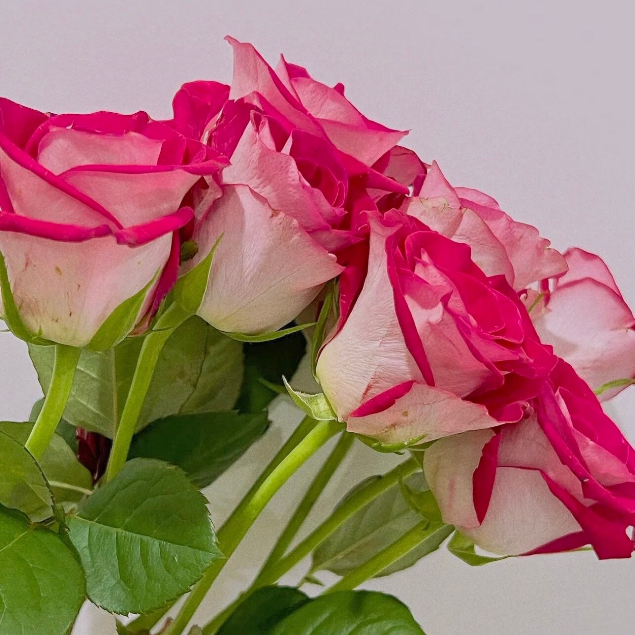 Bluez Rose - Kate Roses