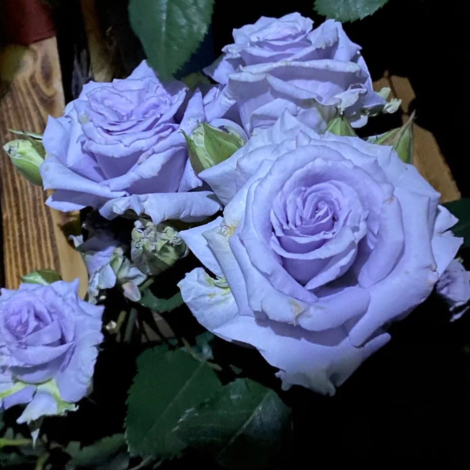 Grawn Blue Rose - Rare True Blue Rose - Japanese Rose | Kate Roses