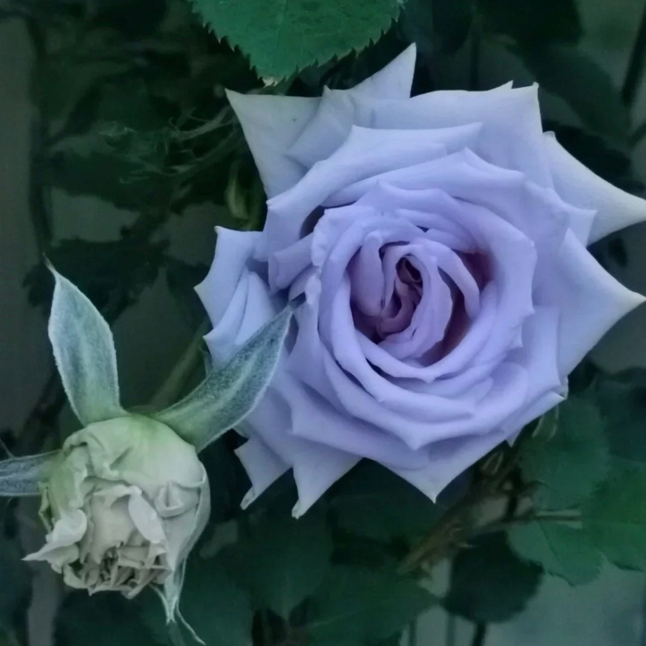 Grawn Blue Rose - Rare True Blue Rose - Japanese Rose | Kate Roses