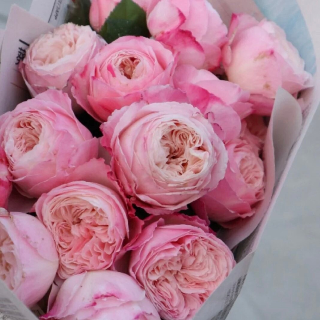 Tamaki Misora Rose - Kate Roses